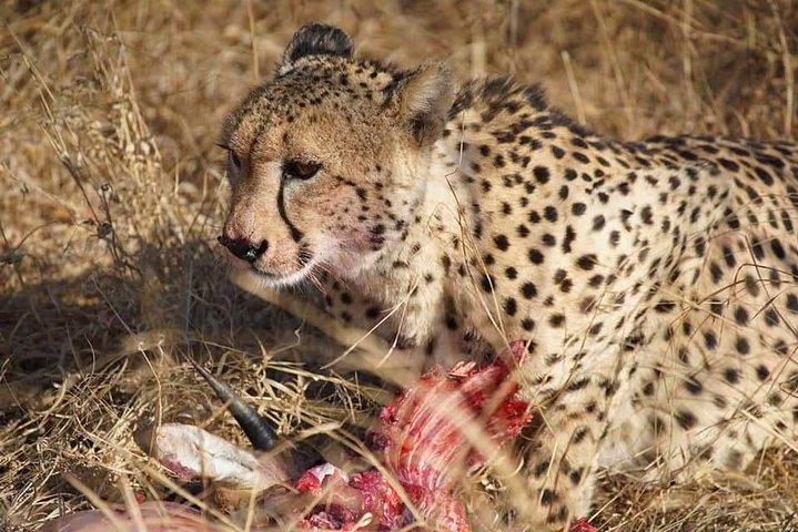 Kruger Safaris
