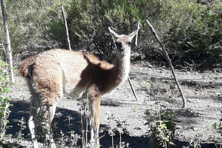 Ridning og stege i bjergene i Mendoza