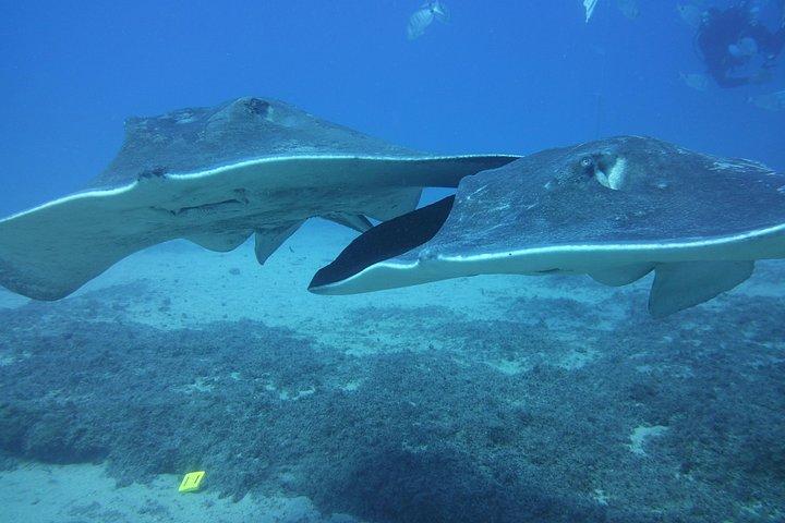 2x diving package, on request including refreshment