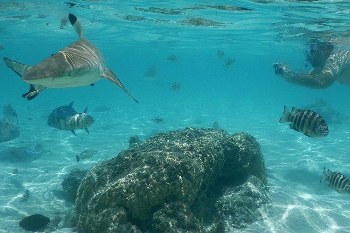 Bådtur 1/2 dags udflugt i lagunen Moorea