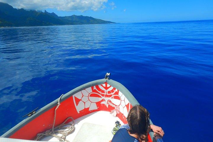 Bådtur 1/2 dags udflugt i lagunen Moorea