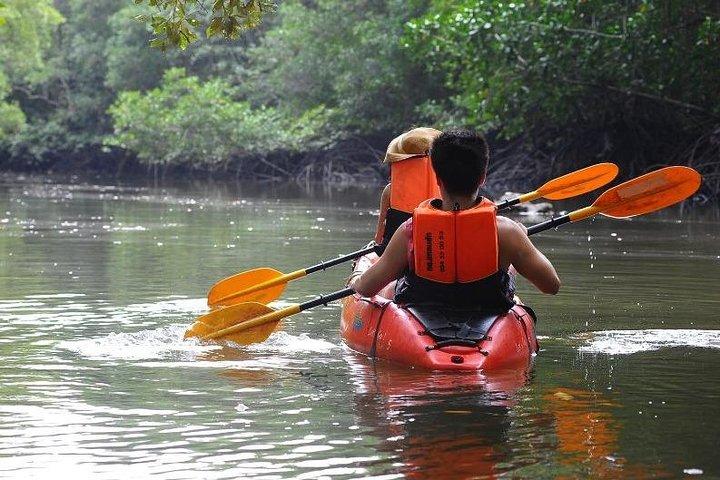 Tour en kayak por los profundos manglares y cañones en Krabi