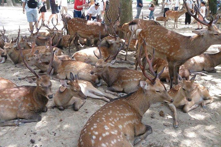 Profitez de 1 300 ans de charme de Nara en 3 heures ! Visite classique du parc Nara avec un guide au départ de la gare JR Nara
