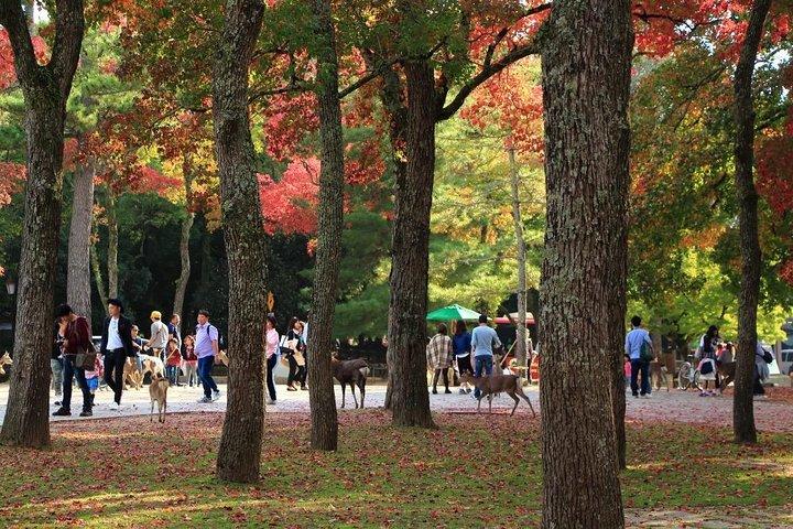 Profitez de 1 300 ans de charme de Nara en 3 heures ! Visite classique du parc Nara avec un guide au départ de la gare JR Nara