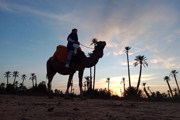 Marrakech Beautifull Sunset Camel Ride Experiência