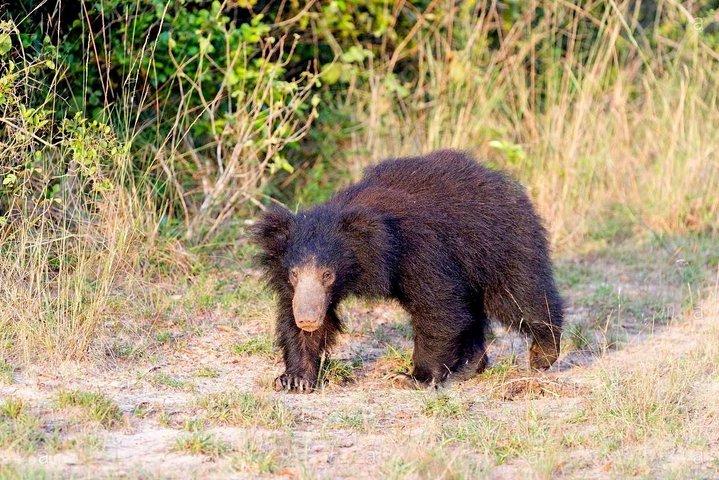 ネゴンボ発ウィルパトゥ国立公園のサファリ（日帰りツアー）