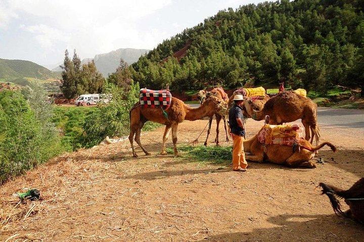 Full-Day Tour of Atlas Mountains with Camel Ride