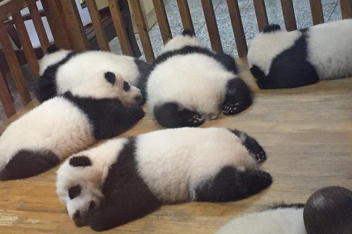 Excursão privada de um dia à Base Panda Panda de Chengdu de trem bala de ida e volta de Xian