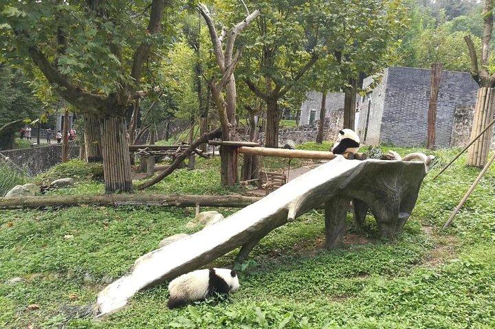 上海からの往復フライトによる成都パンダのプライベートベースデイツアー