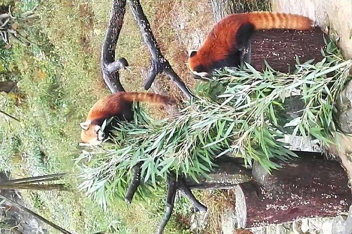 上海からの往復フライトによる成都パンダのプライベートベースデイツアー