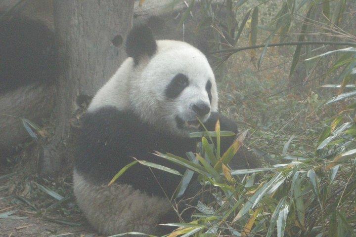 Chengdu Panda Base e drop off Chengdu Railway Station Day Tour