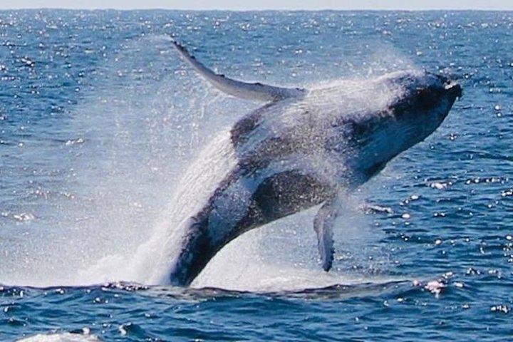 Crucero de observación de ballenas desde Redcliffe o Sunshine Coast