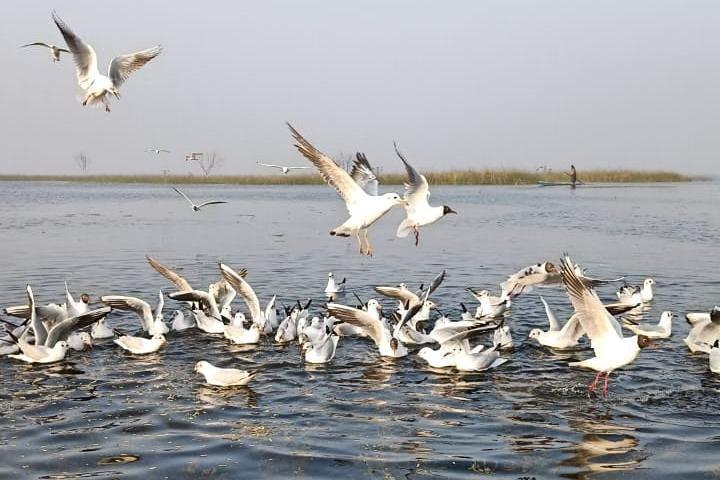 Tagestour zum Vogelschutzgebiet Nal Sarovar und Lothal ab Ahmedabad