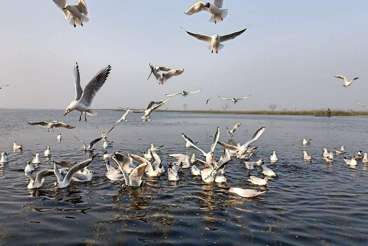 アーメダバード発ナル サロヴァール鳥類保護区とロタールの 1 日ツアー