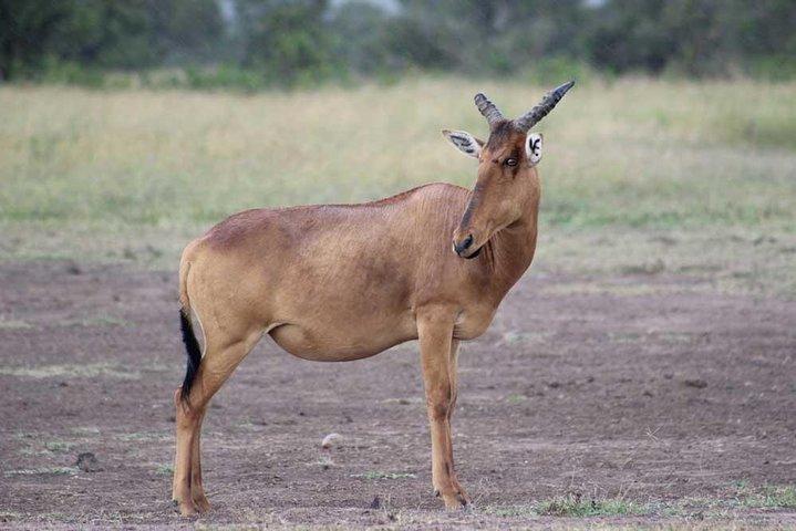 Overnatning til Olpejeta Conservancy og Mount Kenya