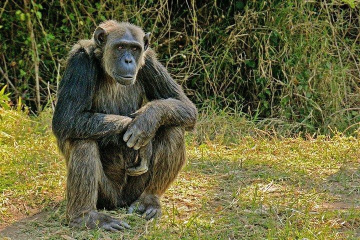 Overnatning til Olpejeta Conservancy og Mount Kenya