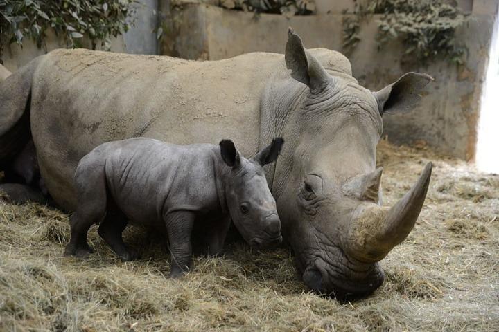 Overnatning til Olpejeta Conservancy og Mount Kenya