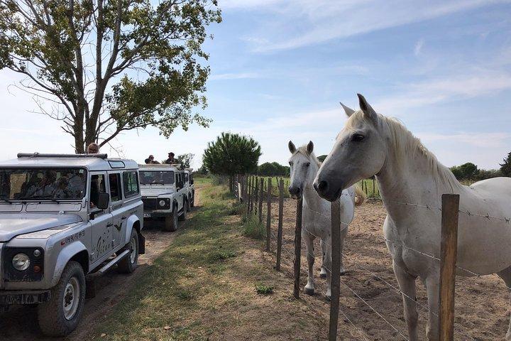 Camargue 4x4 Safari 2 timer Saintes Maries de la Mer