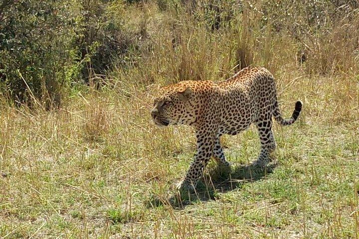 マサイマラ国立保護区で6日間-ナクル湖-アンボセリ国立公園