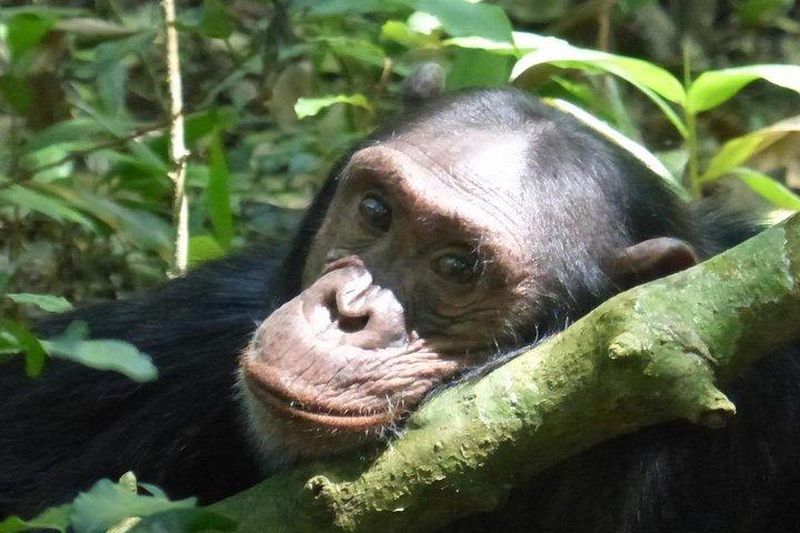 15 Tage Gorillas, Schimpansen und Big 5 Safari Tour