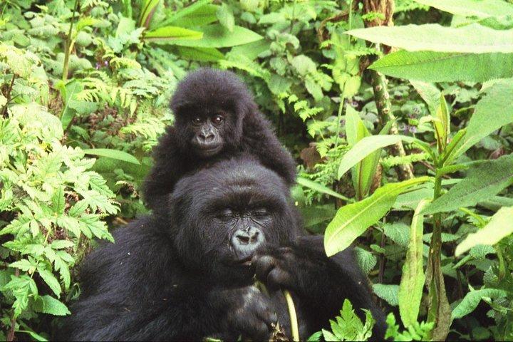 Safari à la forêt impénétrable de Bwindi et aux parcs nationaux Queen Elizabeth
