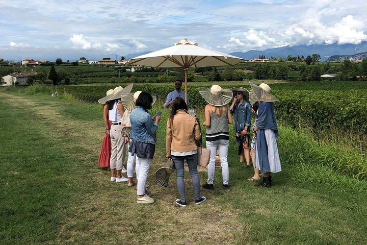Lake Garda: Wine Tour & Tasting Experience in Bardolino area