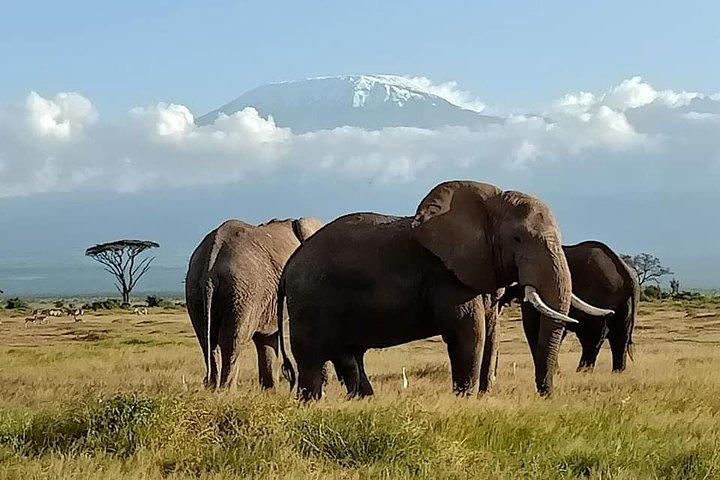9 dagen Rhino Safari