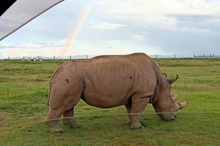 9 dagen Rhino Safari