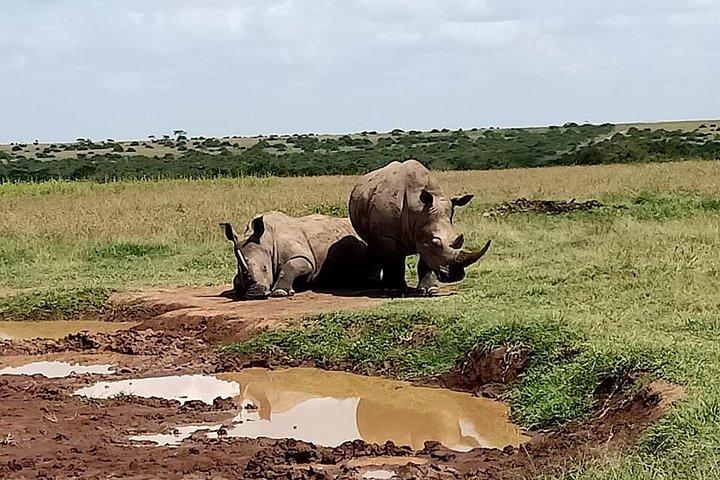 5 dage Olpejeta Conservancy & Solio Rhino helligdom