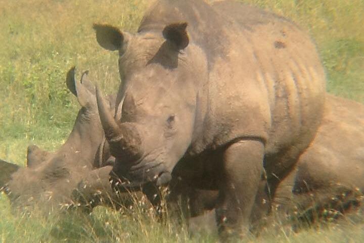 9 dagen Rhino Safari