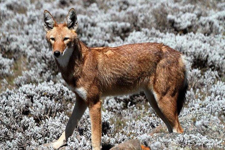 Trekking In SIMIEN MOUNTAINS 4Days 3Night