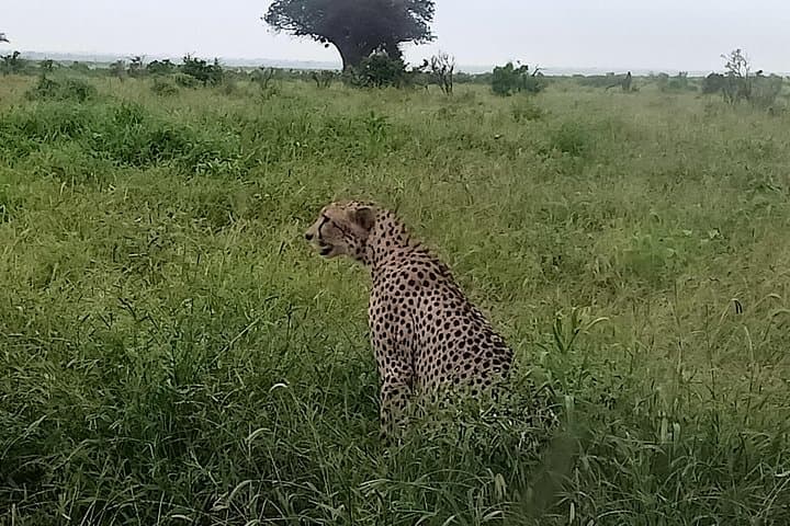 Big Cat Exclusive Safari