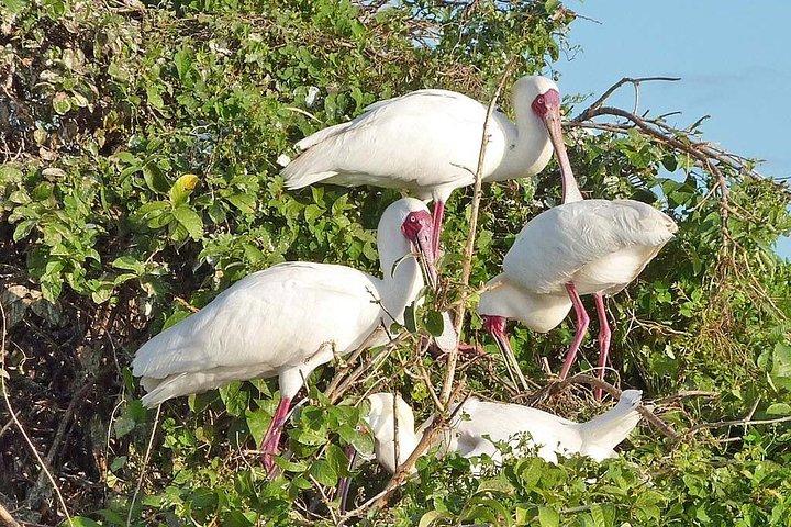 Dagtocht naar Selous National Park vanuit Zanzibar of Dar es Salaam