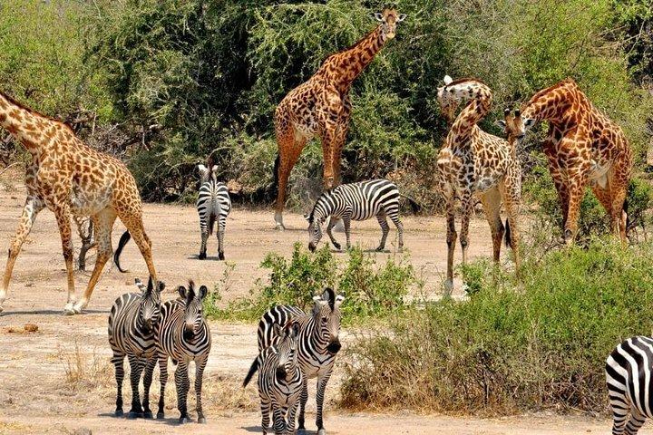 Dagtocht naar Selous National Park vanuit Zanzibar of Dar es Salaam