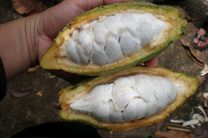 プラセンシアからのマヤチョコレート作りと滝の水泳