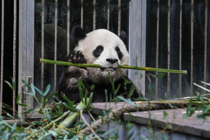 Halvdag Privat Chengdu Panda Center Layover Tour
