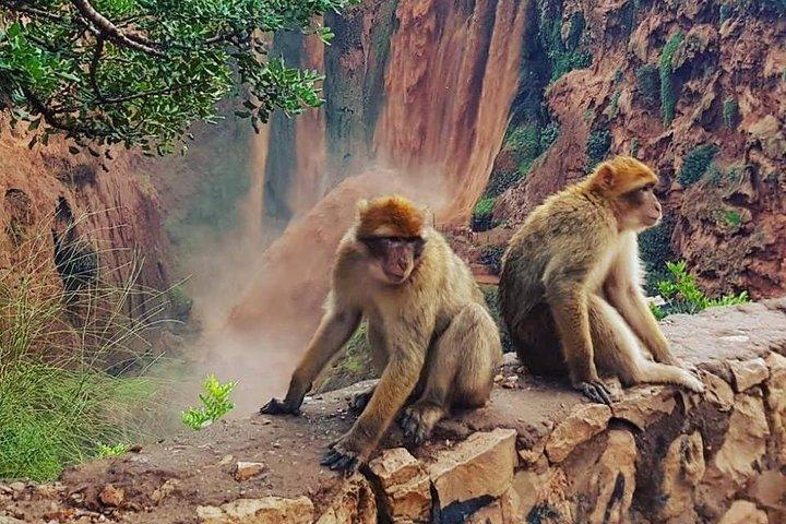 Ouzoud Waterfalls: Day Trip from Marrakech