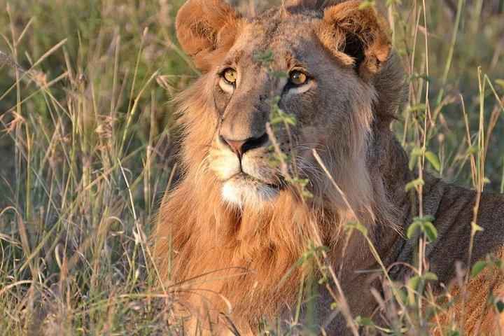 2 dages Tsavo øst Jeep Safari (minimum 2 personer)