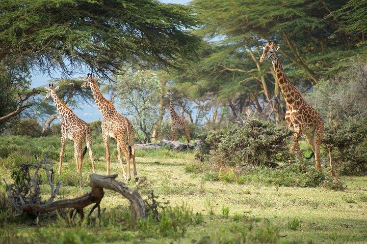 Excursion d'une journée au lac Naivasha et à l'île Crescent