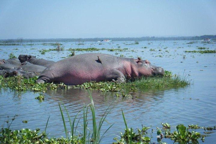 Excursion d'une journée au lac Naivasha et à l'île Crescent