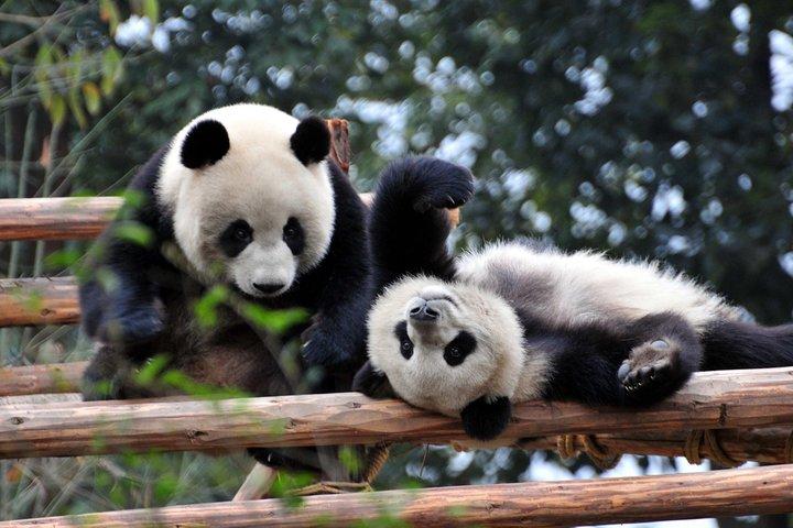 Private Day Tour: Chengdu Panda og Leshan Buddha