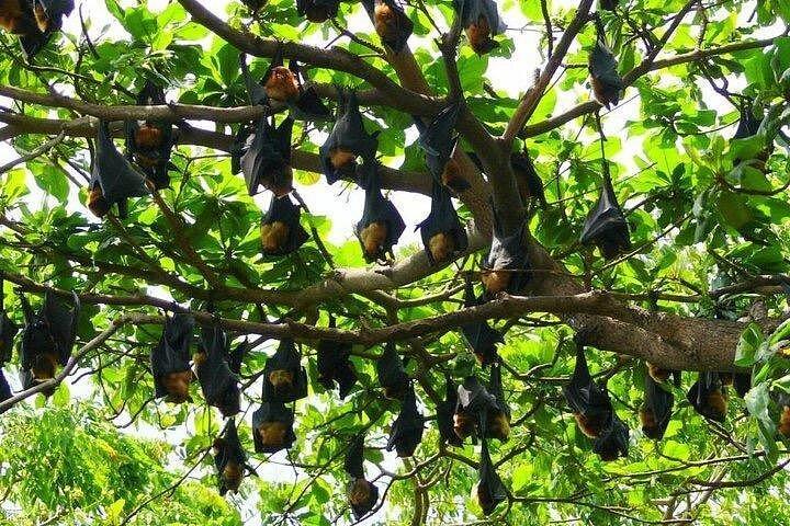 バンコクからのチャチョエンサオ1日ツアー:ロードガネーシャ寺院と寺院のBAT