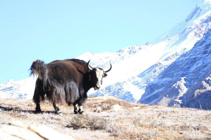 Nar-Phu Trekking 13 Days