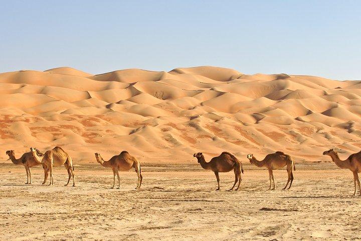 Private Liwa Full Day Desert Safari for Couples