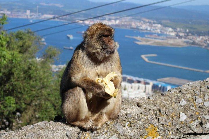 Private Gibraltar Tagesausflug von Málaga oder Marbella. Rock, Monkeys