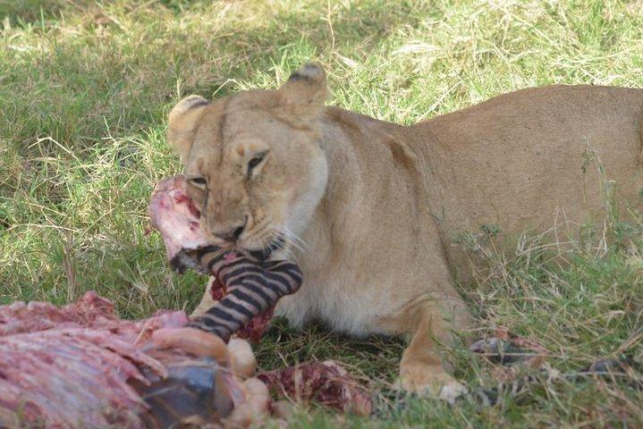 6 jours au Masai Mara- Lac Nakuru- Amboseli