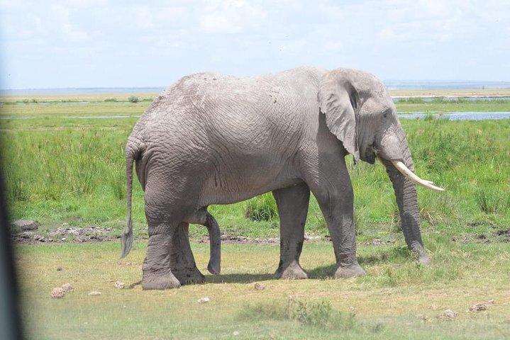 マサイマラの6日間-ナクル湖-アンボセリ