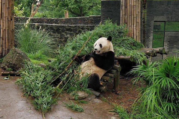Dujiangyan Panda Base et Mt.Qingcheng visite privée d'une journée