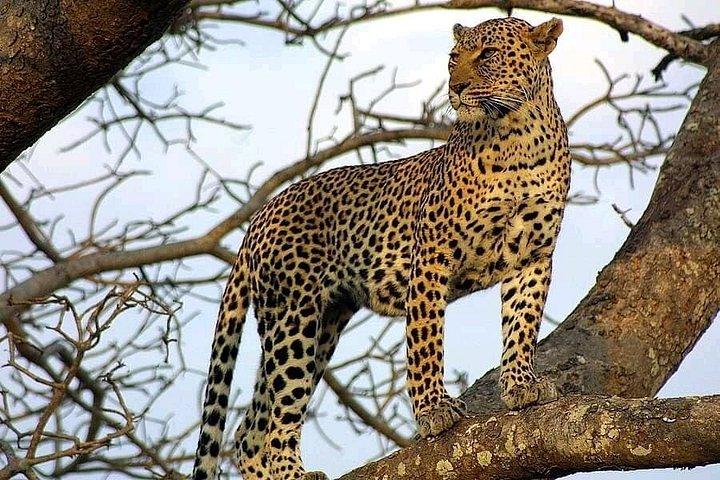 Livingstone: Royal Livingstone Express Train and Dinner