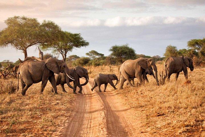 4-dagars camping Safari - Tarangire, Ngorongoro, Manyara, Olduvai Gorge